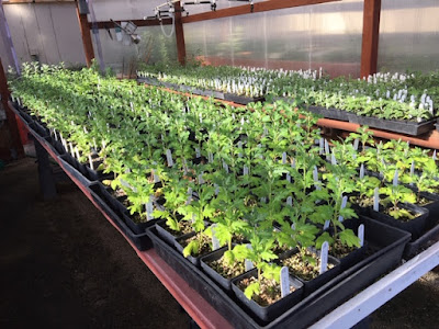 Mums in greenhouse