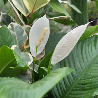 Peace lily