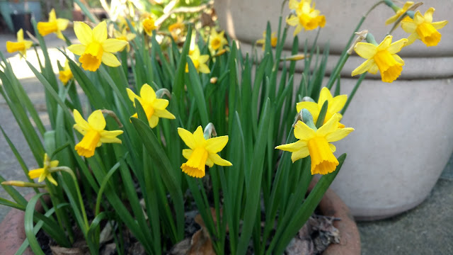 Yellow jonquils