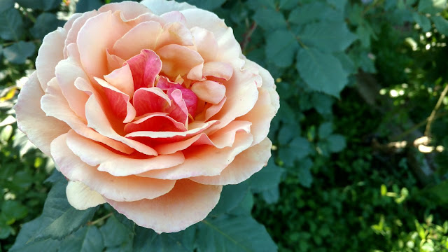 Apricot rose in bloom