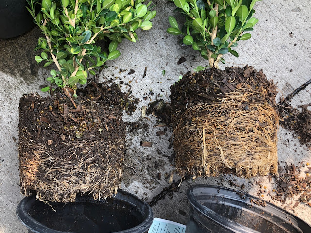 Two boxwood plants out of pots