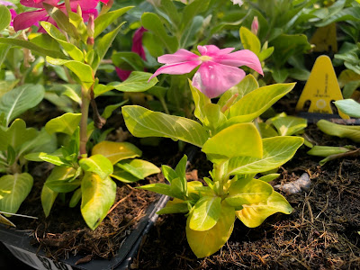 Yellowing vincas