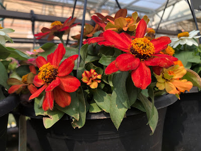 Zinnias in a pot