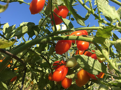 Tomatoes on vine overhead