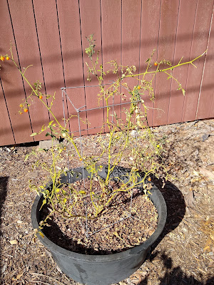 Dead tomato plant in a pot