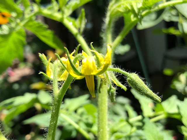 Yellow tomato flower
