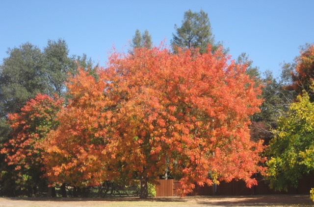 Tree with orange and yellow leaves