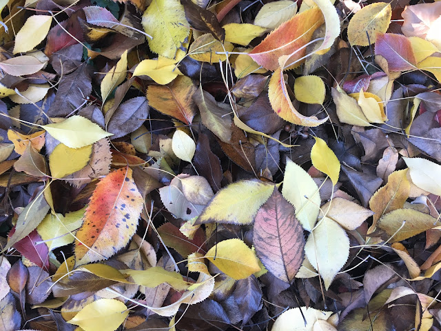 Brown and gold leaves on the ground