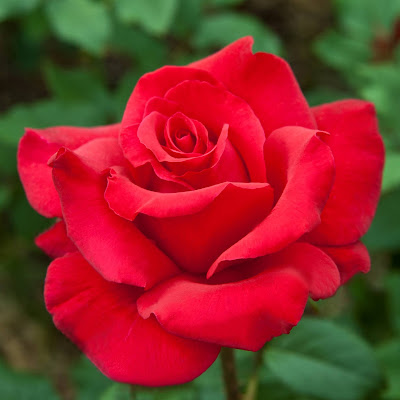 Large red rose in full bloom