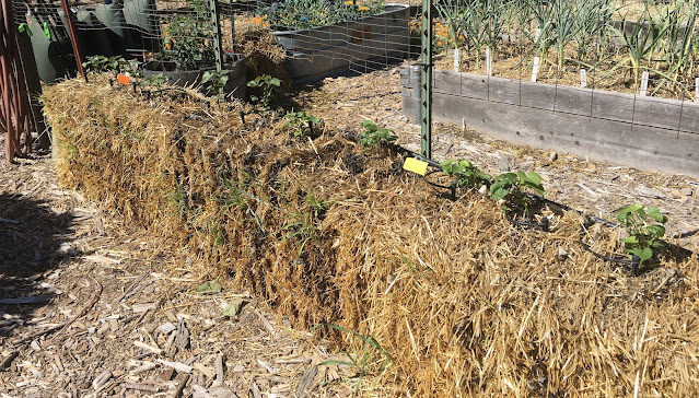 Straw bale garden with plants