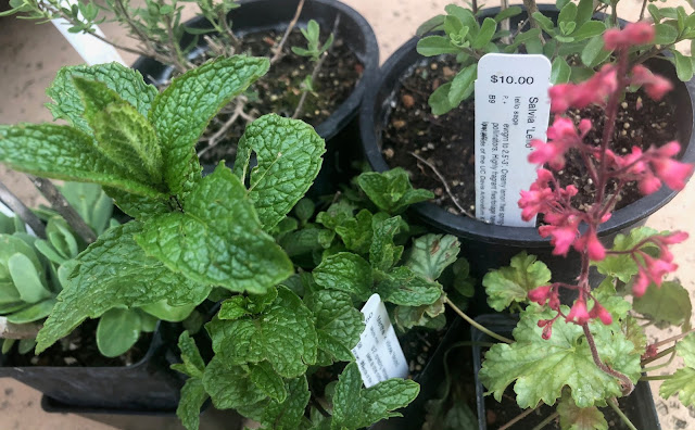 Several small plants in black pots