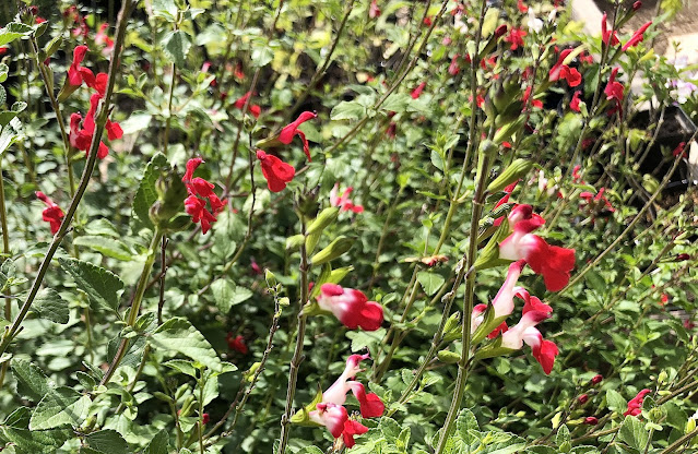 Red and white flowered salvia