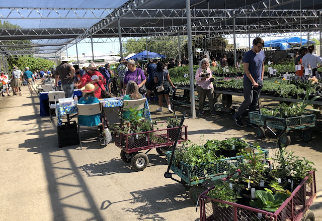 Plant sale 2019