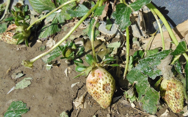Unripen strawberries with hail damage