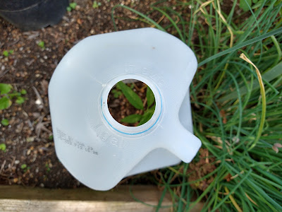 Milk jug hot cap over pepper plant