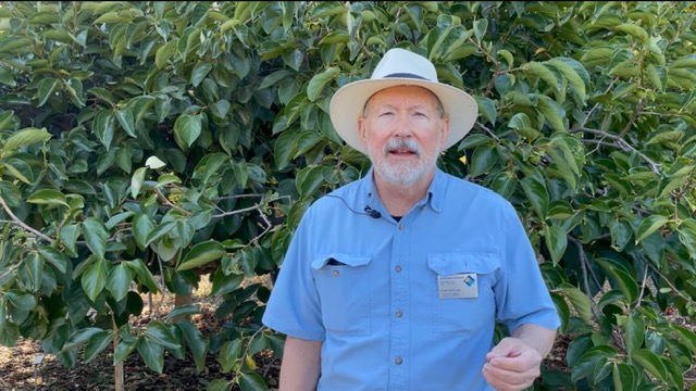 Man in blue shirt standing in front of tree