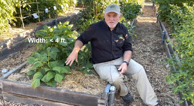 Man sitting among raised bed plants