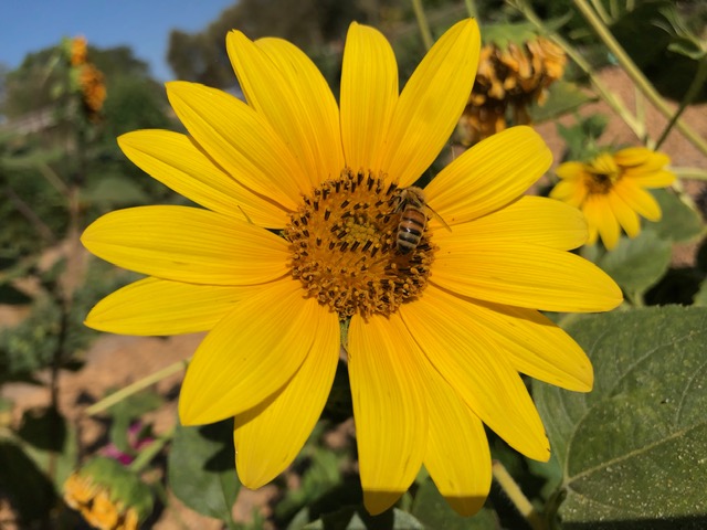 Bee on sunflower blossom