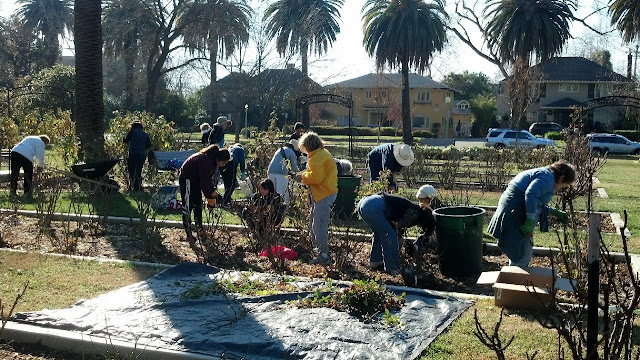 Volunteers at the prune-a-thon
