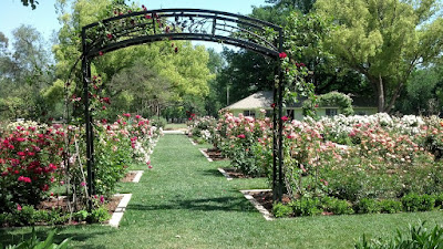 Rose garden