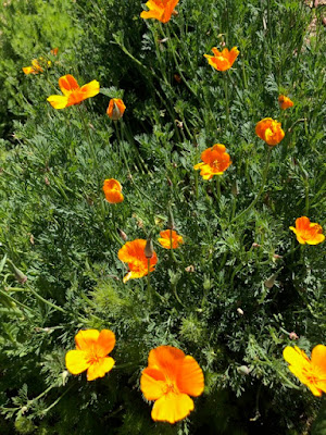 Poppies