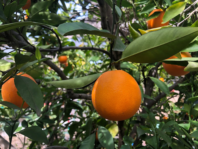 Several oranges on tree