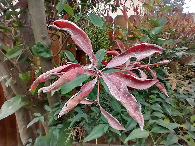 Photinia with powdery mildew