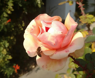 Peachy rose bloom  with a bee