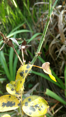 Rose leaves with black spots