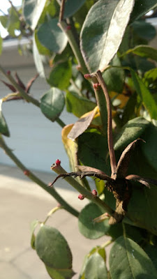 New growth on a rose