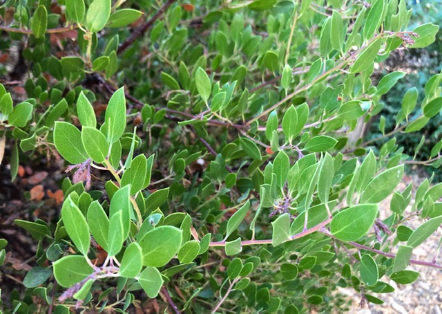 Manzanita bush