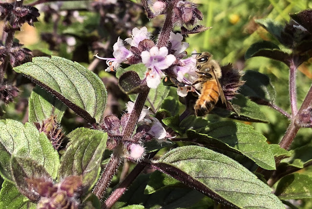 Honeybee on basil plant