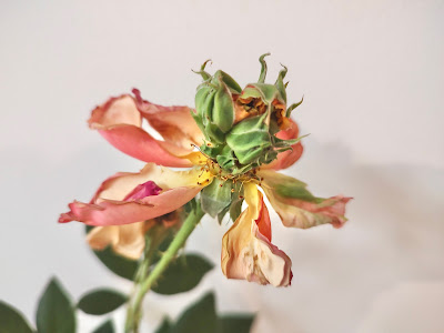 Weird rose buds? It's fascinating fasciation