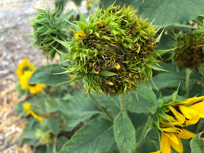 Fasciated sunflower bloom