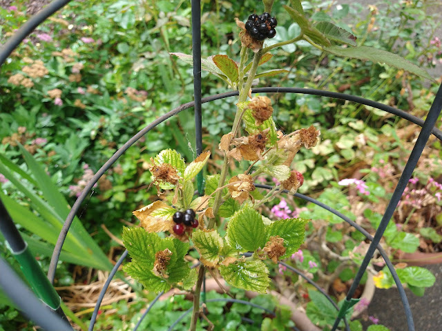 Berries won't grow? Here's what to know about brambles – Press Enterprise