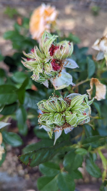 What's wrong with my rose? Oddball rose buds could be signs of stress