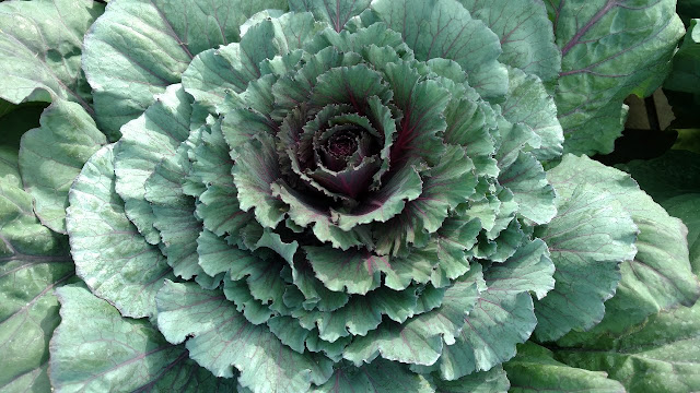 Large ornamental kale