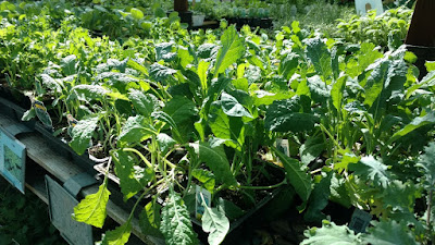 Kale seedlings on a table