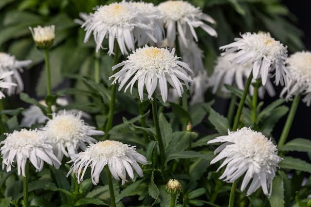 Shasta daisy hybrid