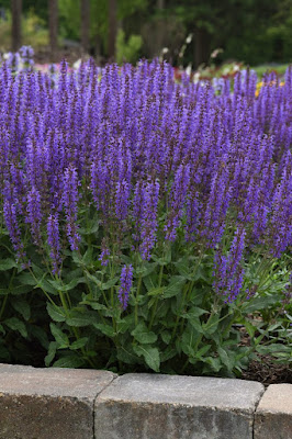 Blue salvia