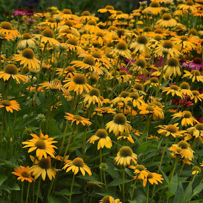 Golden coneflowers