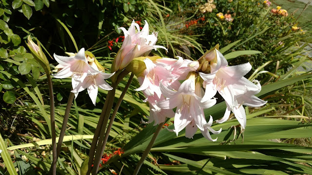 Pink flowers on long stems