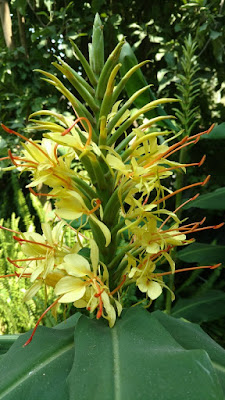 Ginger plant