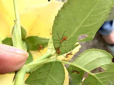 Leaf-footed bug nymphs