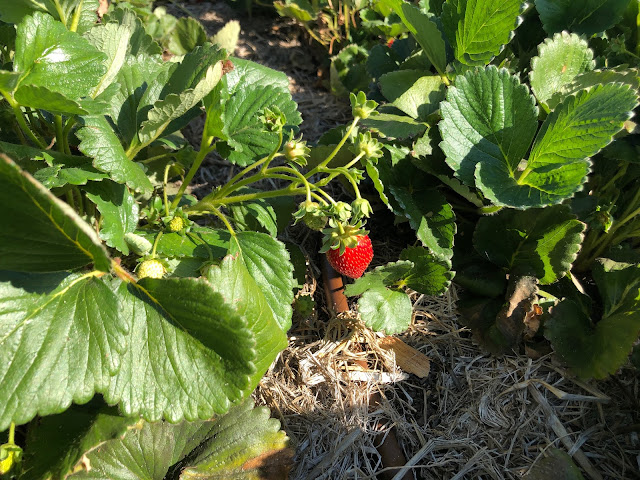 Plant with one red strawberry
