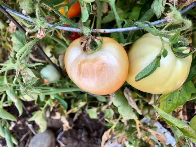 Tomato with brownish sunscald mark