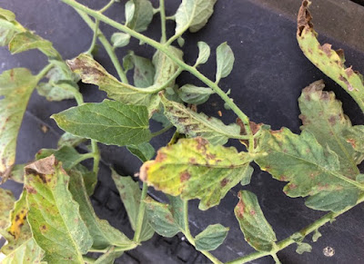 Tomato leaves with brown and yellow spots