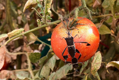 Tomato with two large brown bugs attached