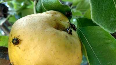 Harlequin bugs on a pear