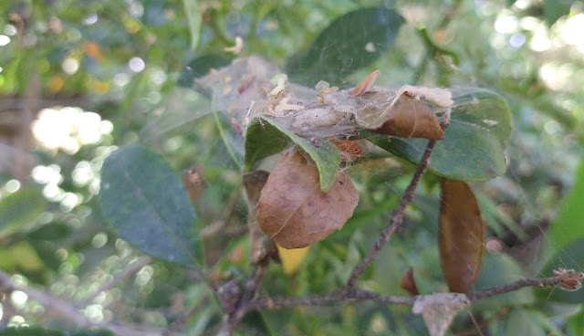 Spider mite webs with debris